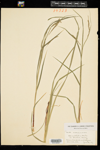 Carex debilis var. rudgei image