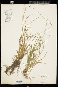 Carex deweyana var. deweyana image