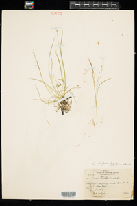 Carex disperma image