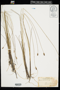 Carex exilis image