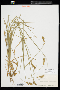 Carex foenea image