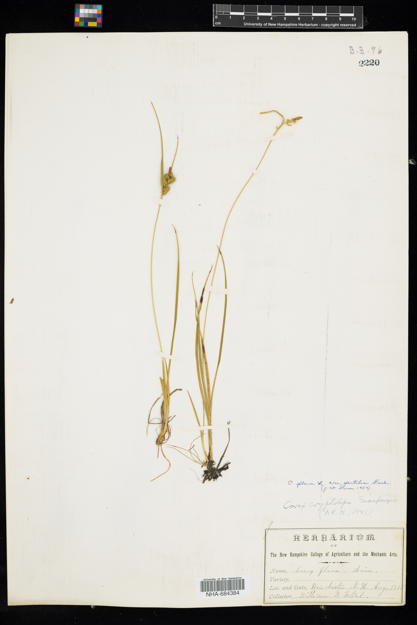 Carex viridula ssp. viridula image