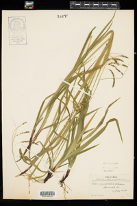 Carex gracillima image