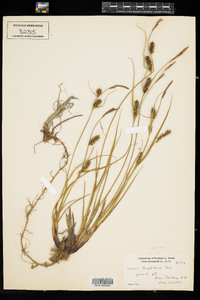 Carex houghtoniana image