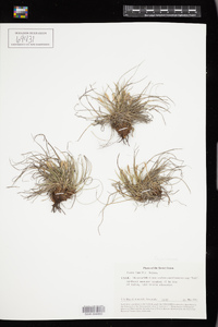 Carex humilis image