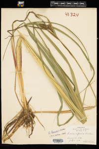 Carex lacustris image