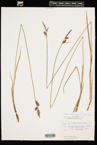 Carex lasiocarpa image