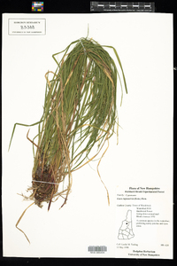 Carex debilis var. rudgei image