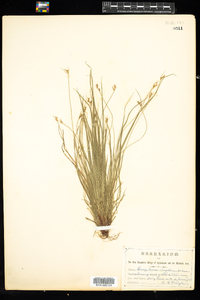 Carex novae-angliae image