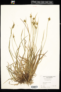 Carex pallescens image