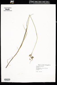 Carex magellanica ssp. irrigua image