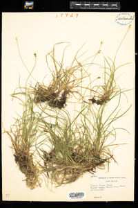 Carex peckii image