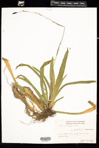 Carex plantaginea image