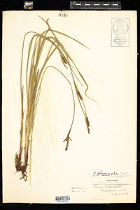 Carex polymorpha image