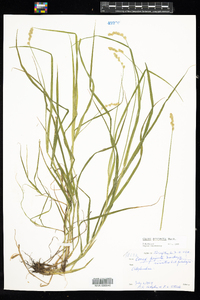 Carex projecta image