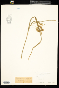 Carex pseudocyperus image