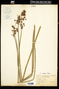 Schoenoplectus tabernaemontani image