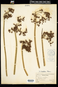 Schoenoplectus tabernaemontani image