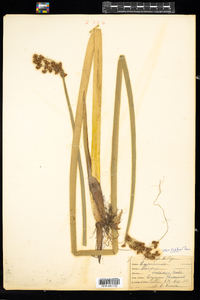 Schoenoplectus tabernaemontani image