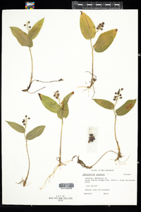 Maianthemum canadense image