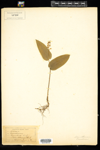 Maianthemum canadense image