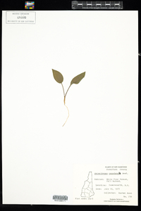 Maianthemum canadense image