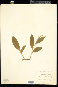 Maianthemum trifolium image