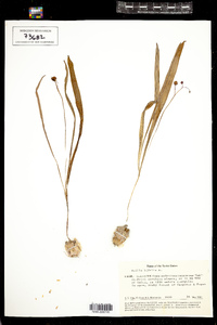 Image of Scilla bifolia