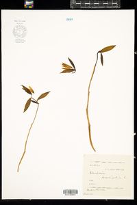 Uvularia sessilifolia image