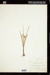 Hypoxis hirsuta image