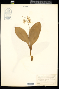 Clintonia borealis image