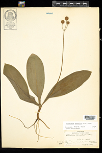 Clintonia borealis image