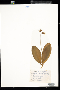 Clintonia borealis image