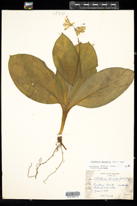 Clintonia borealis image