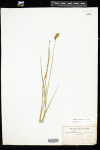 Carex scoparia image