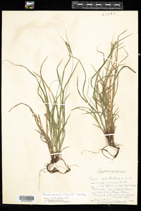 Carex swanii image