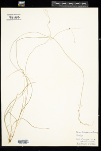 Carex trisperma image