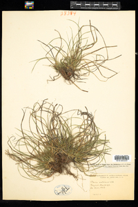 Carex umbellata image