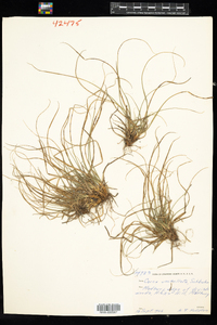 Carex umbellata image