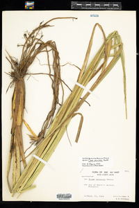 Carex utriculata image