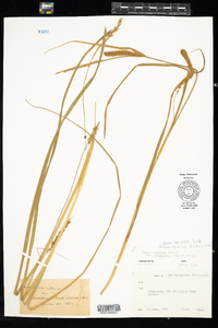 Carex utriculata image