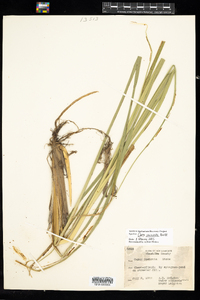 Carex utriculata image