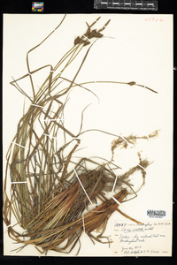 Carex vestita image