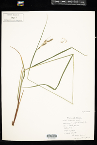 Carex virescens image