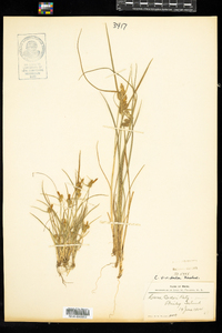 Carex viridula image