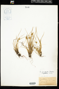 Carex viridula image