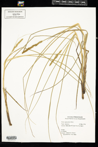 Carex vulpinoidea image