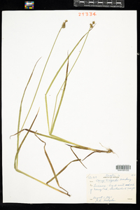 Carex wiegandii image