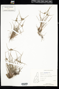 Cyperus lupulinus ssp. lupulinus image