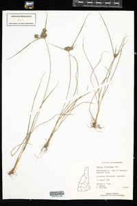 Cyperus lupulinus ssp. lupulinus image